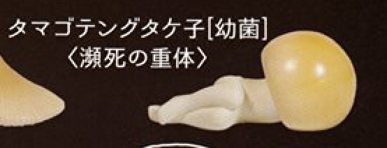 Tamagotengutake-ko Yokin (Dying of poison), Poison Kinoko 2, Ekod Works, Shineg, Trading