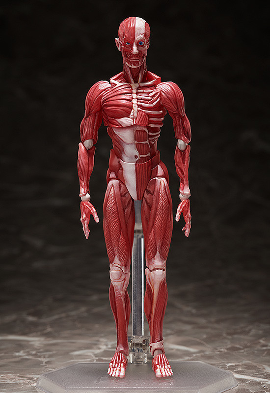 Human Body Model, FREEing, Action/Dolls, 4570001510427