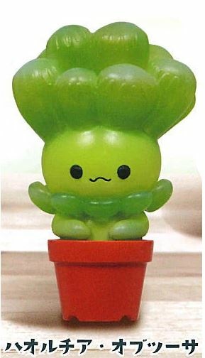 Haworthia Obtusa, Unknown, Trading