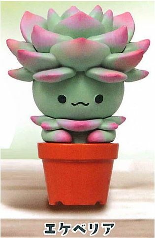 Echeveria, Unknown, Trading