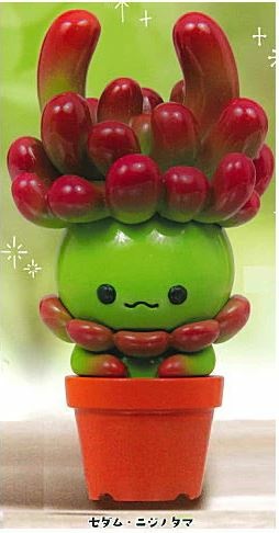 Sedum Rubrotinctum, Unknown, Trading