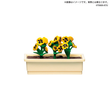 Pansy (Yellow), Unknown, Trading