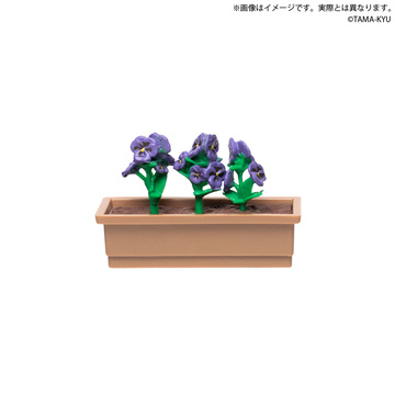 Pansy (Purple), Unknown, Trading