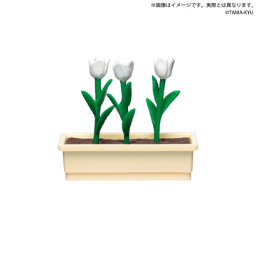 Tulip (White), Unknown, Trading